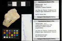 Foto (Objekt + Etiketten) von Longodromites angustus (Reuss 1858) 